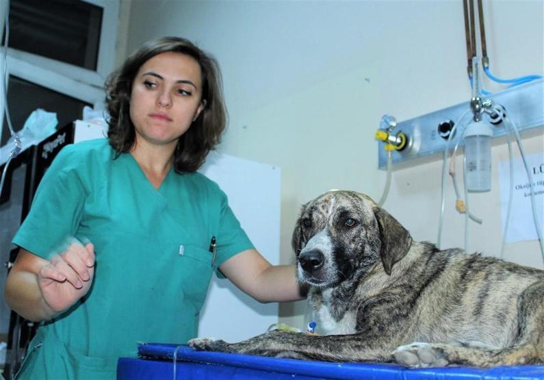 Zehirlenen köpeği hastaneye yetiştirip kurtardı
