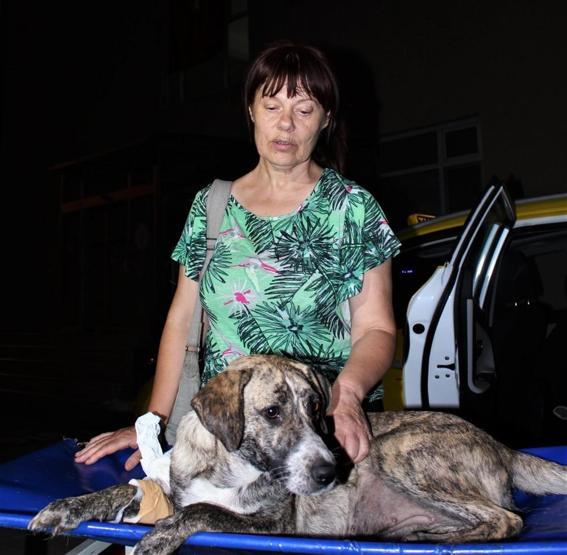 Zehirlenen köpeği hastaneye yetiştirip kurtardı