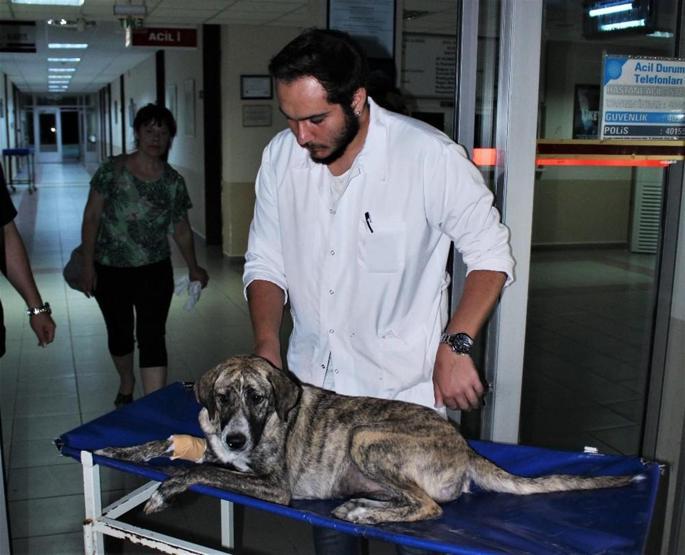 Zehirlenen köpeği hastaneye yetiştirip kurtardı