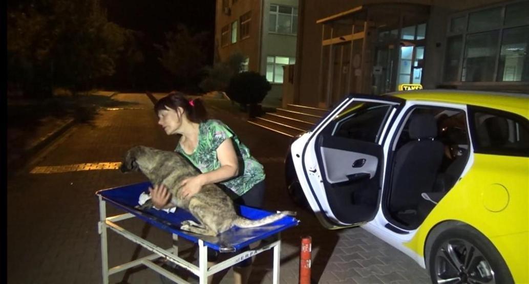 Zehirlenen köpeği hastaneye yetiştirip kurtardı