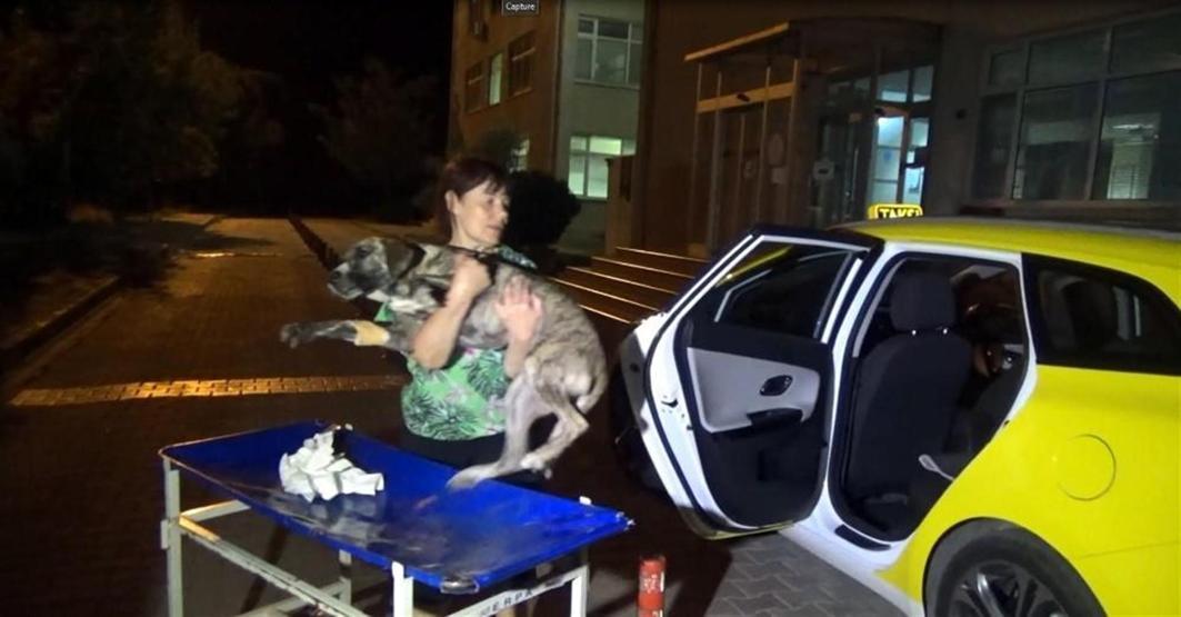 Zehirlenen köpeği hastaneye yetiştirip kurtardı