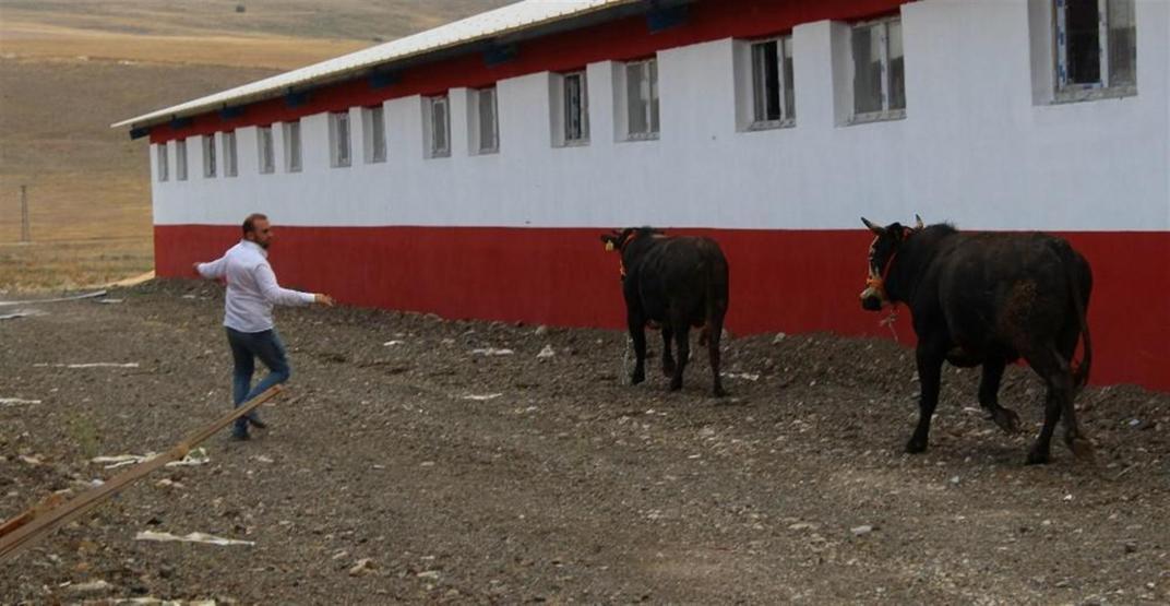 Kurbanlıklar kaçtı