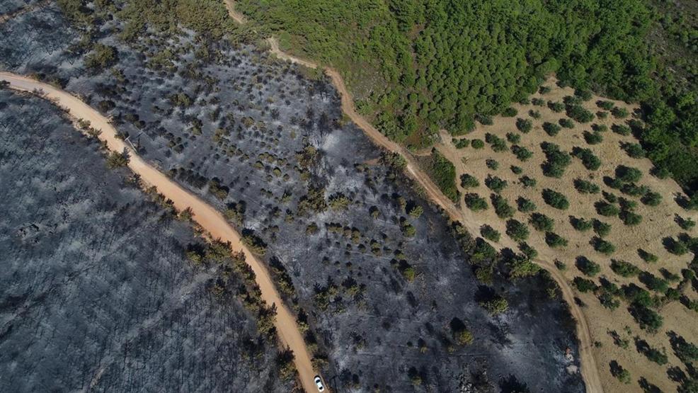 Ayvalıktaki yangında tabiat parkı bu hale geldi