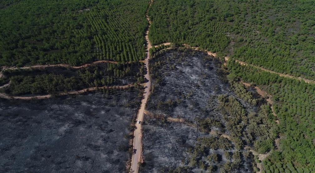 Ayvalıktaki yangında tabiat parkı bu hale geldi
