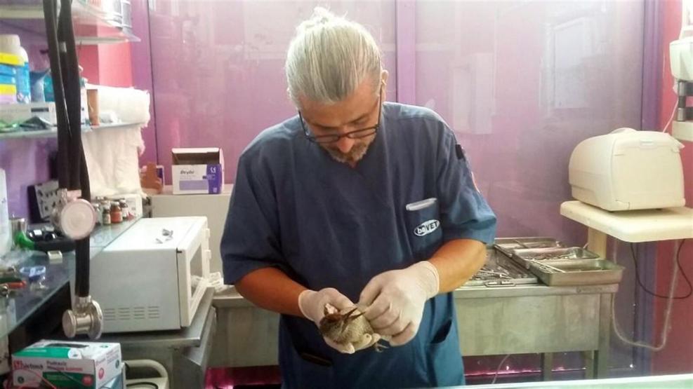Yaralı halde bulunan çulluk kuşu tedavi altına alındı