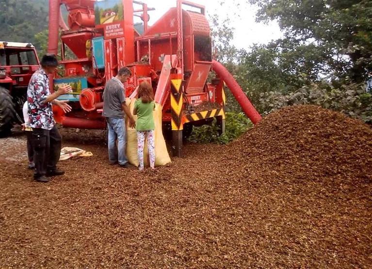 Giresunda fındık fiyatları sezona 9,50 liradan başladı