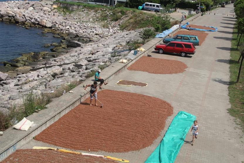 Giresunda fındık fiyatları sezona 9,50 liradan başladı