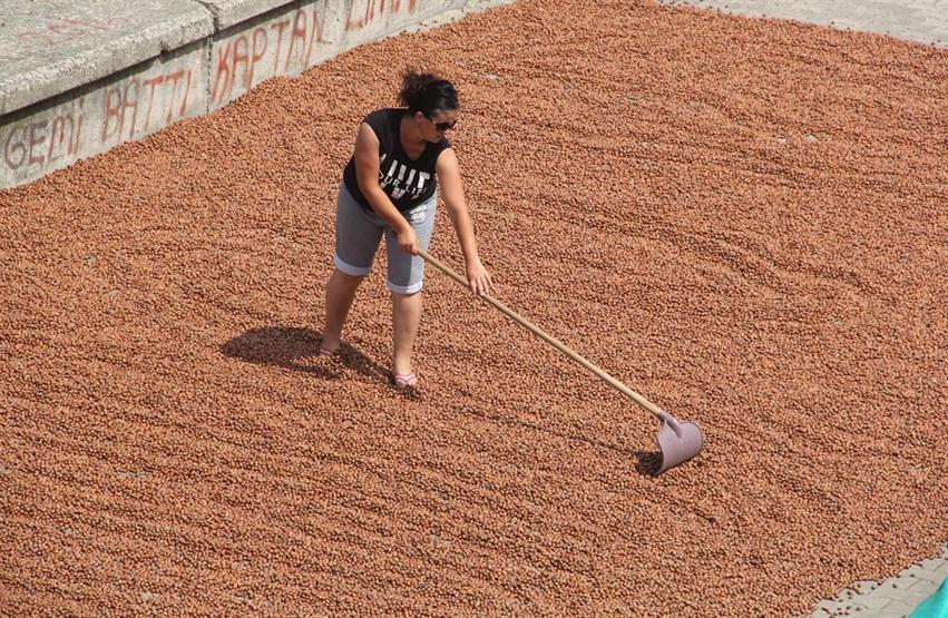 Giresunda fındık fiyatları sezona 9,50 liradan başladı