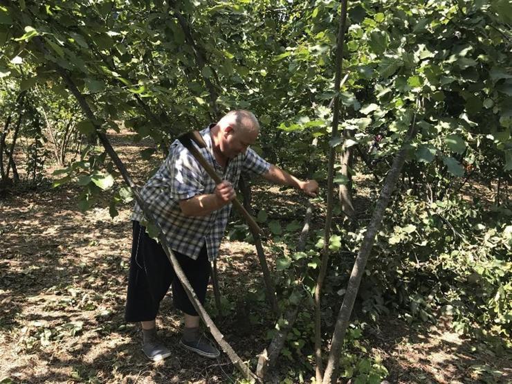 Fındık fiyatına kızdı, fidanlarını kesti