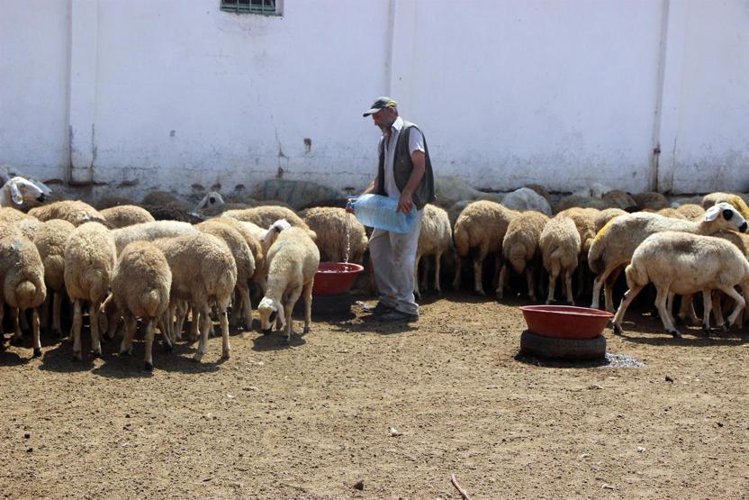 Koyunları için bidonlarla 10 kilometreden su taşıyor