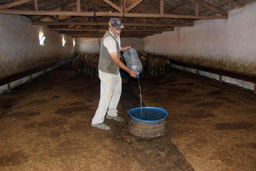 Koyunları için bidonlarla 10 kilometreden su taşıyor