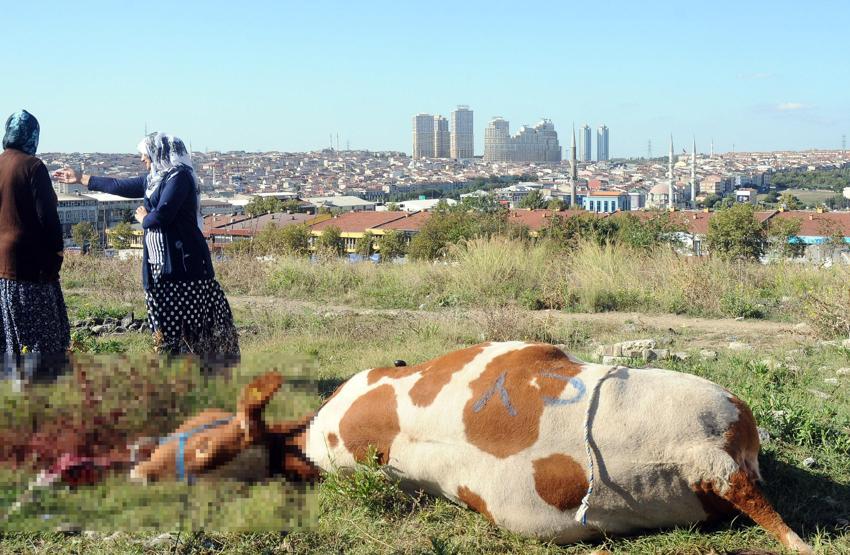 Yasağa kulak asmadılar: İstanbulda kaçak kurban kesimleri