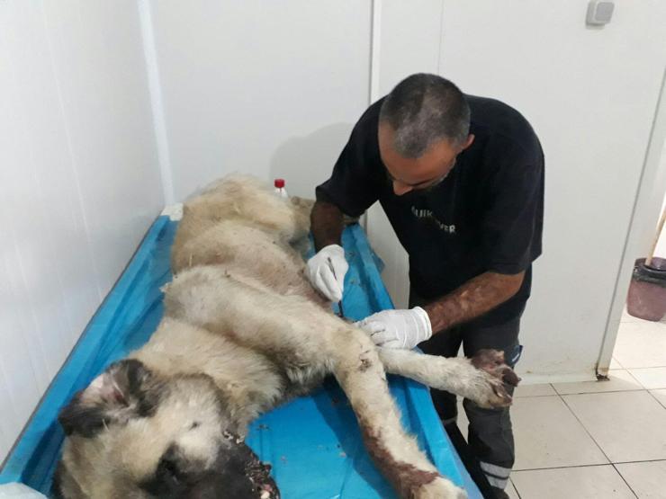 Yaralı köpeği makam aracıyla taşıdı