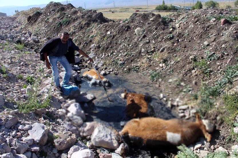 Zifte saplanan 3 dana telef oldu, hayvanların sahibi isyan etti