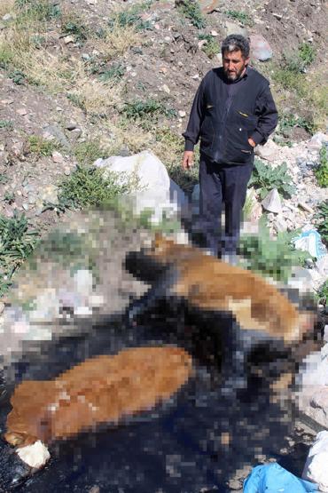 Zifte saplanan 3 dana telef oldu, hayvanların sahibi isyan etti