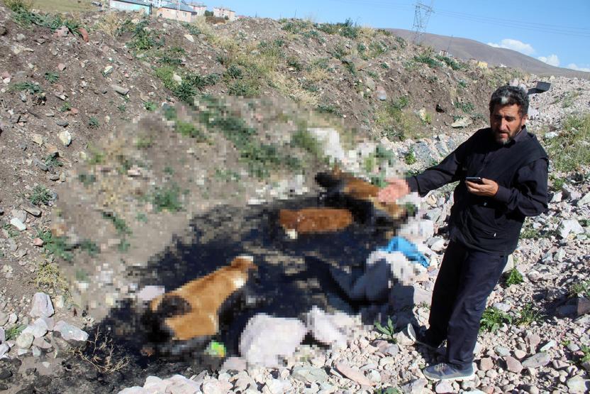 Zifte saplanan 3 dana telef oldu, hayvanların sahibi isyan etti