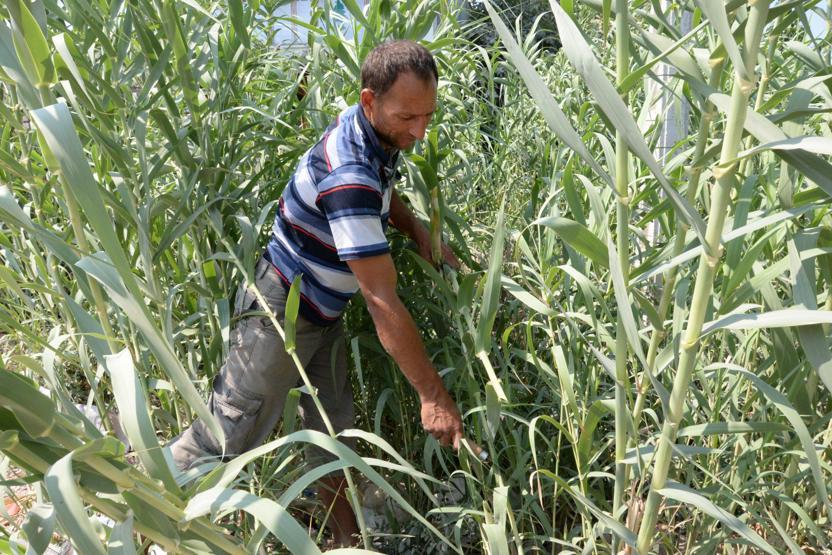 Kamıştan ekmek paralarını çıkarıyorlar
