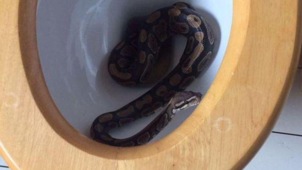 İngilterede tuvaletten piton çıktı