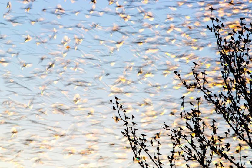 2017nin en güzel kuş fotoğrafları seçildi