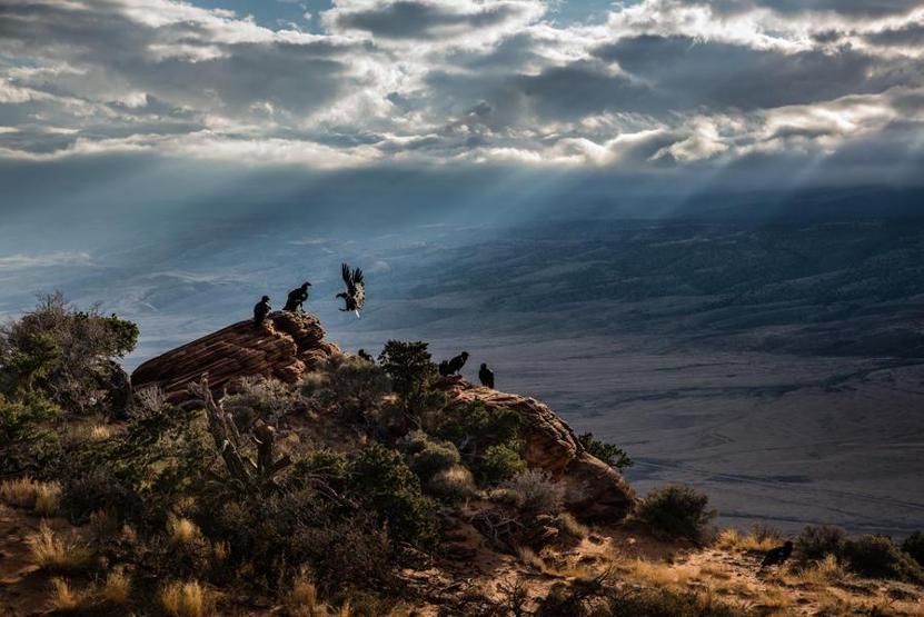 2017nin en güzel kuş fotoğrafları seçildi