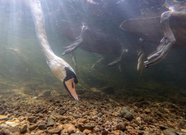 2017nin en güzel kuş fotoğrafları seçildi