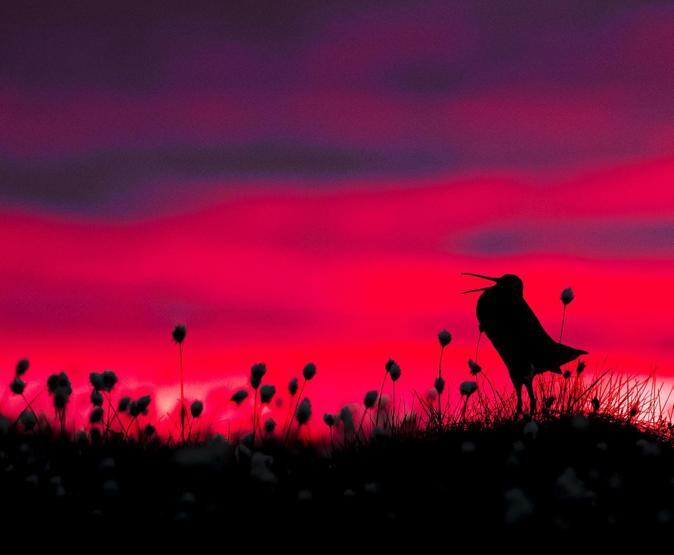 2017nin en güzel kuş fotoğrafları seçildi