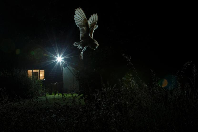 2017nin en güzel kuş fotoğrafları seçildi