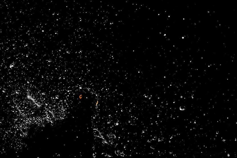 2017nin en güzel kuş fotoğrafları seçildi