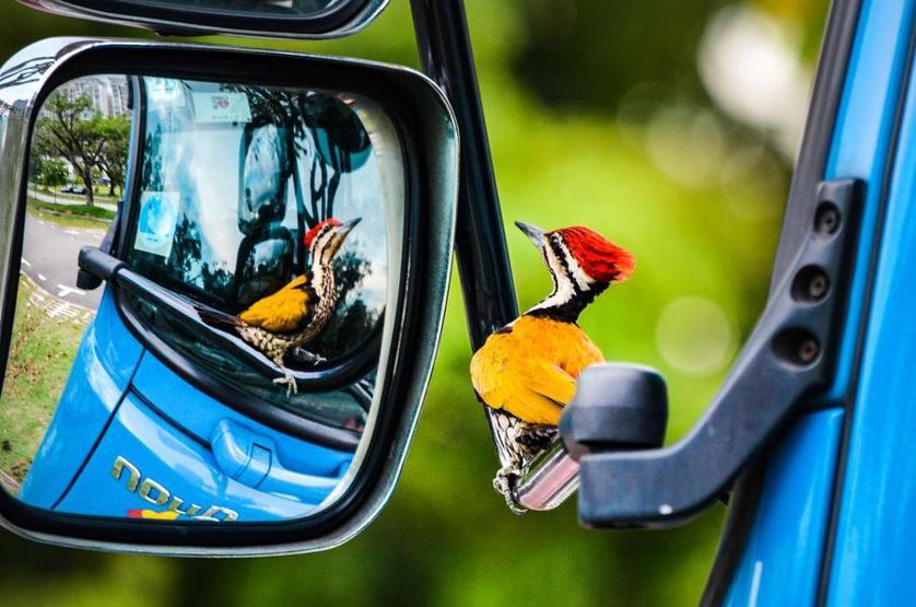 2017nin en güzel kuş fotoğrafları seçildi