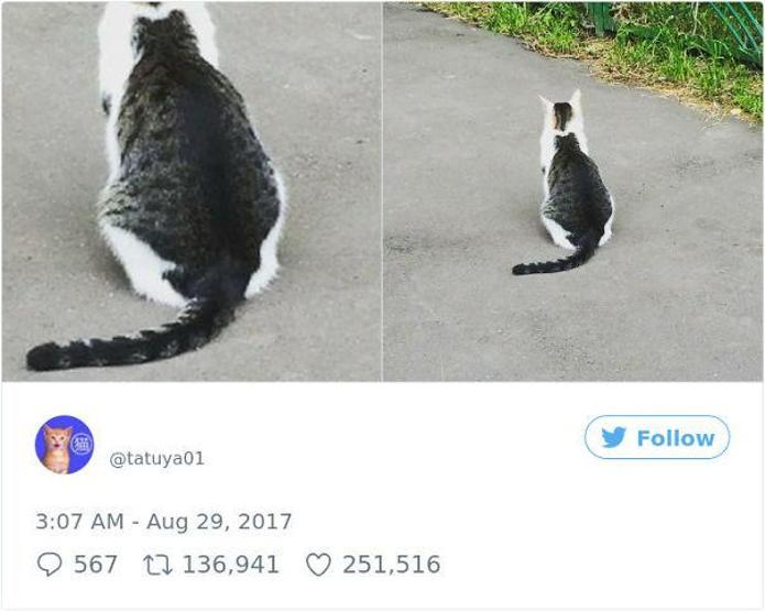 İşte sırtına sevdiği kızın dövmesini yaptıran kedi