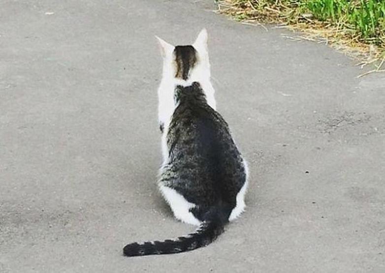İşte sırtına sevdiği kızın dövmesini yaptıran kedi