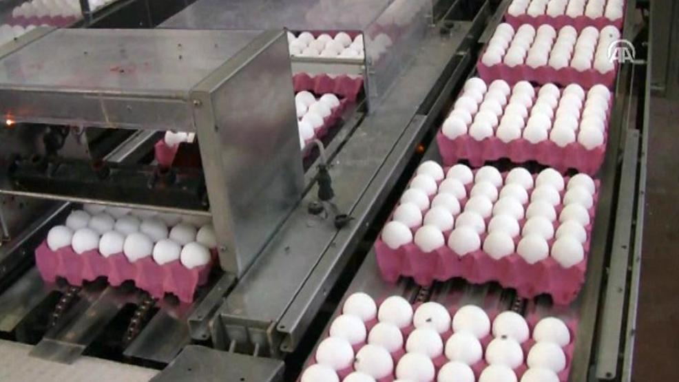 Avrupaya 6 yıl sonra yumurta ihracatı
