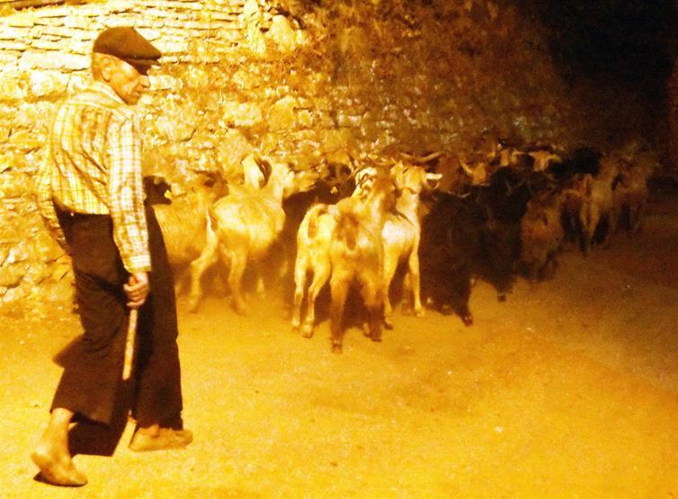 Muğlada orman yangını