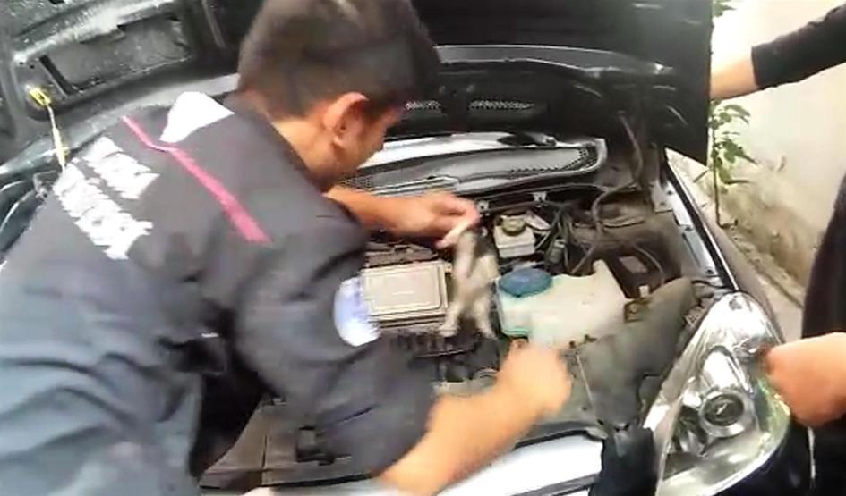 Bu yavru kediler arabanın motorundan kurtarıldı