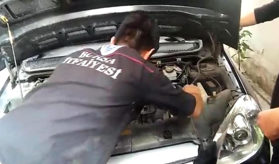 Bu yavru kediler arabanın motorundan kurtarıldı