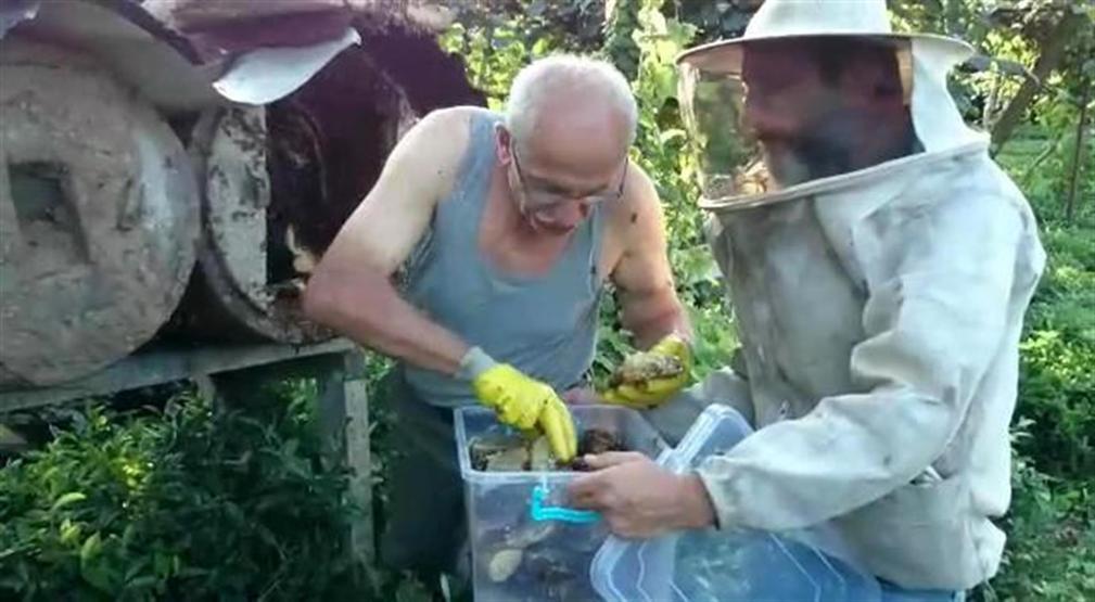 Rizeli çılgın arıcı