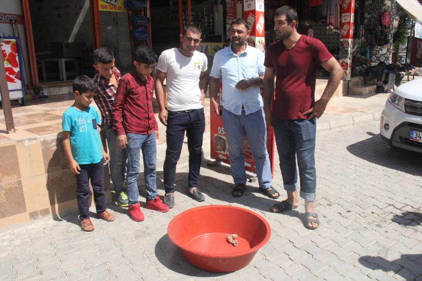Nesli tükenmekte olan Urfa Keleri bulundu