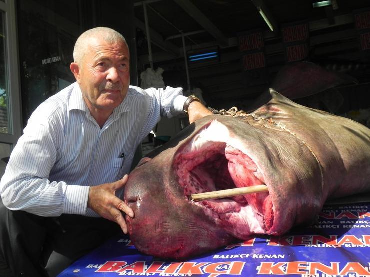 Marmara Denizinde 1 ton 200 kilo ağırlığındaki köpek balığı yakaladı