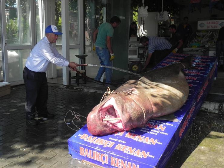 Marmara Denizinde 1 ton 200 kilo ağırlığındaki köpek balığı yakaladı