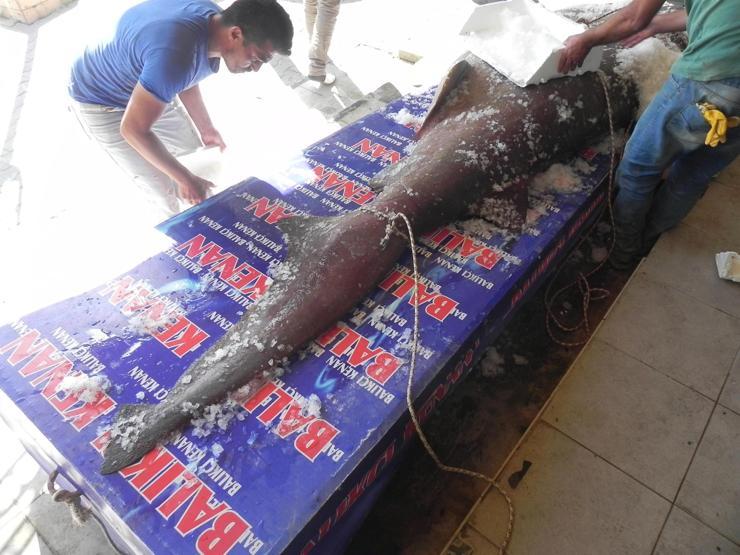 Marmara Denizinde 1 ton 200 kilo ağırlığındaki köpek balığı yakaladı
