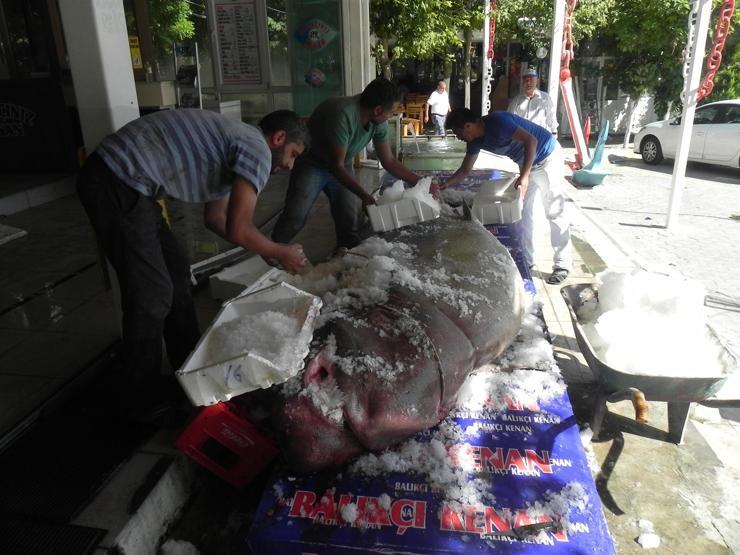 Marmara Denizinde 1 ton 200 kilo ağırlığındaki köpek balığı yakaladı