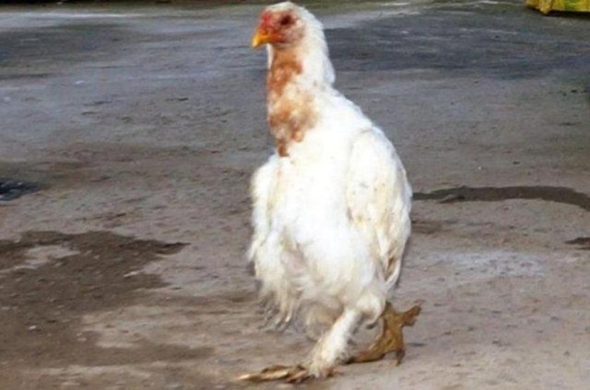 Dünyanın en ilginç hayvanları