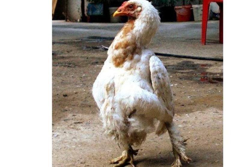 Dünyanın en ilginç hayvanları