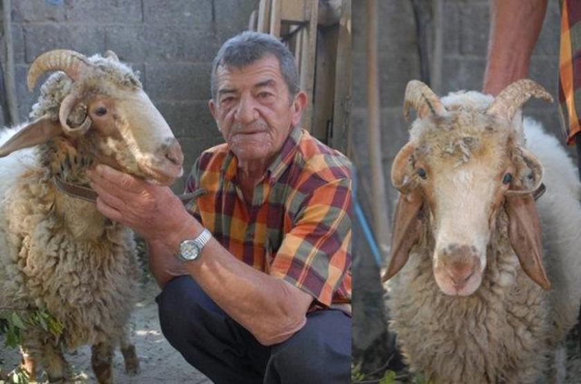 Dünyanın en ilginç hayvanları