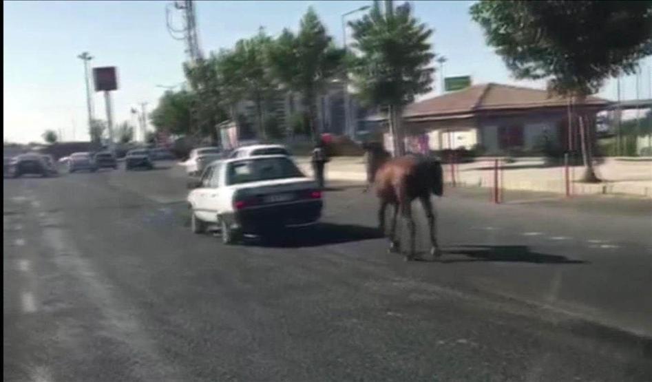Atı otomobilin arkasına bağladı