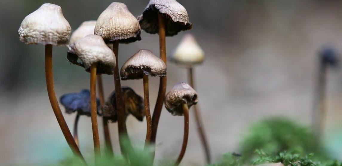 Depresyona karşı tedavi: Sihirli mantarlar