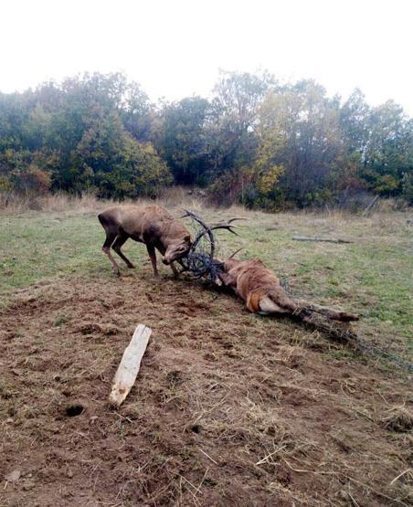 Tel örgüye takılan geyiklerden biri öldü diğeri yaralandı