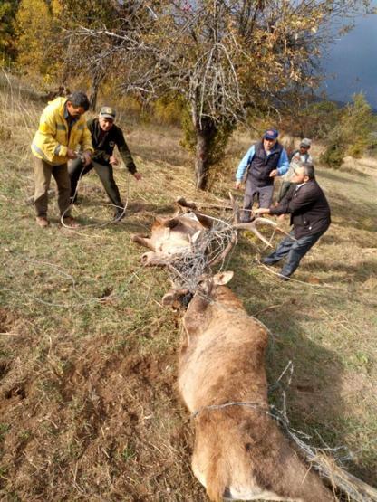 Tel örgüye takılan geyiklerden biri öldü diğeri yaralandı