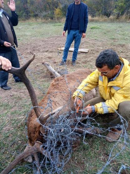 Tel örgüye takılan geyiklerden biri öldü diğeri yaralandı
