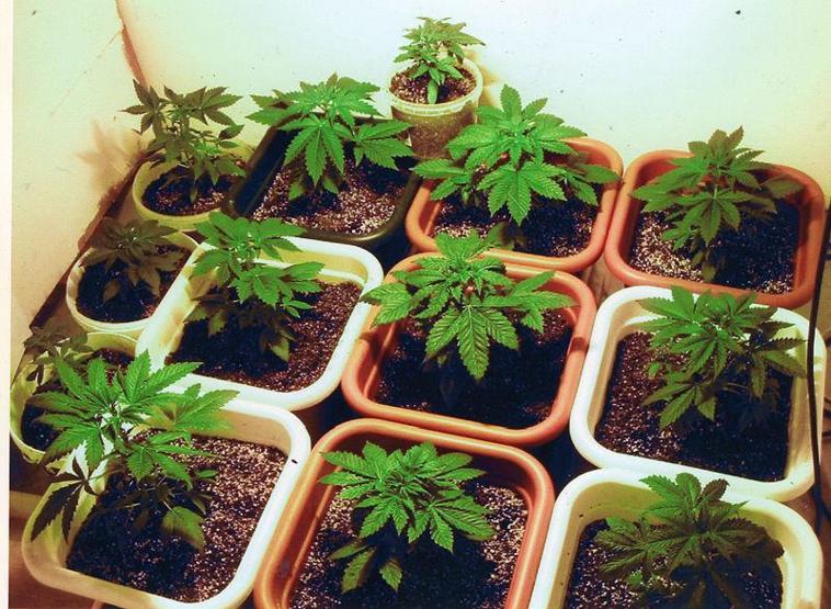 Bir ülke daha marijuana kullanımını yasallaştırıyor